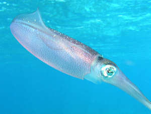 Caribbean reef squid