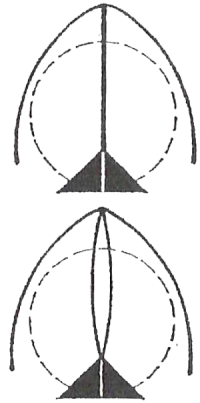 postions of the glottis