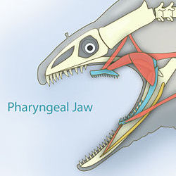 Pharyngeal jaw of the moray eel