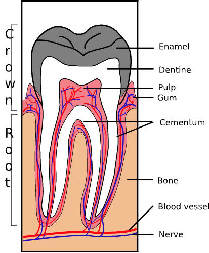 Cross section showing parts of tooth